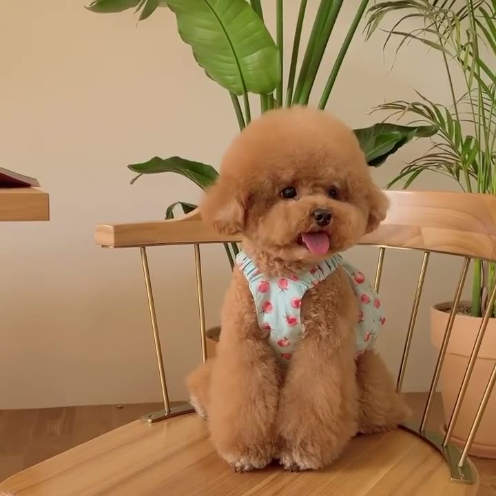 Cute Puppy Summer Dresses
