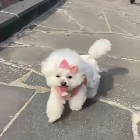 Doggy Maid Lace Dress