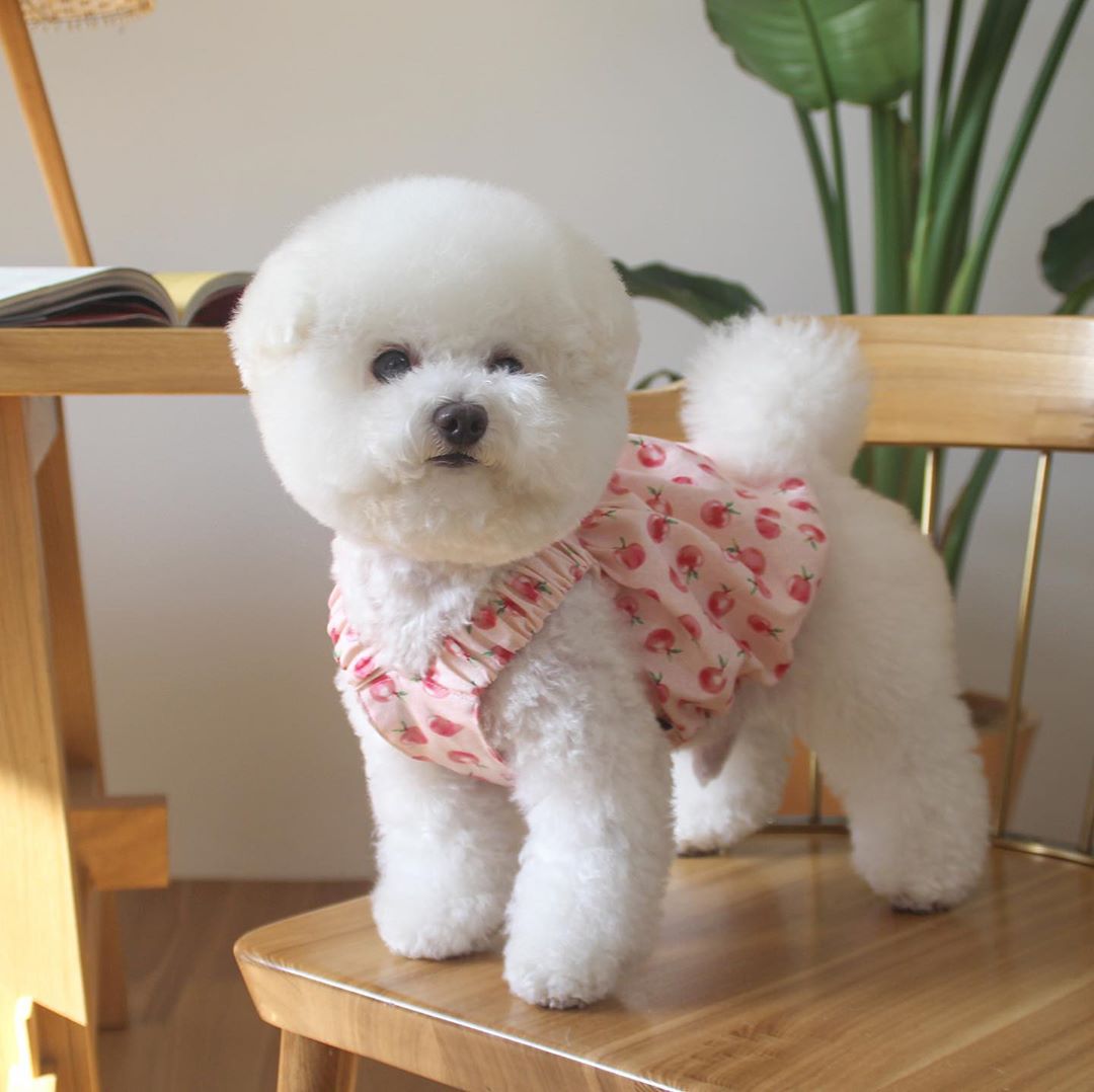 Cute Puppy Summer Dresses