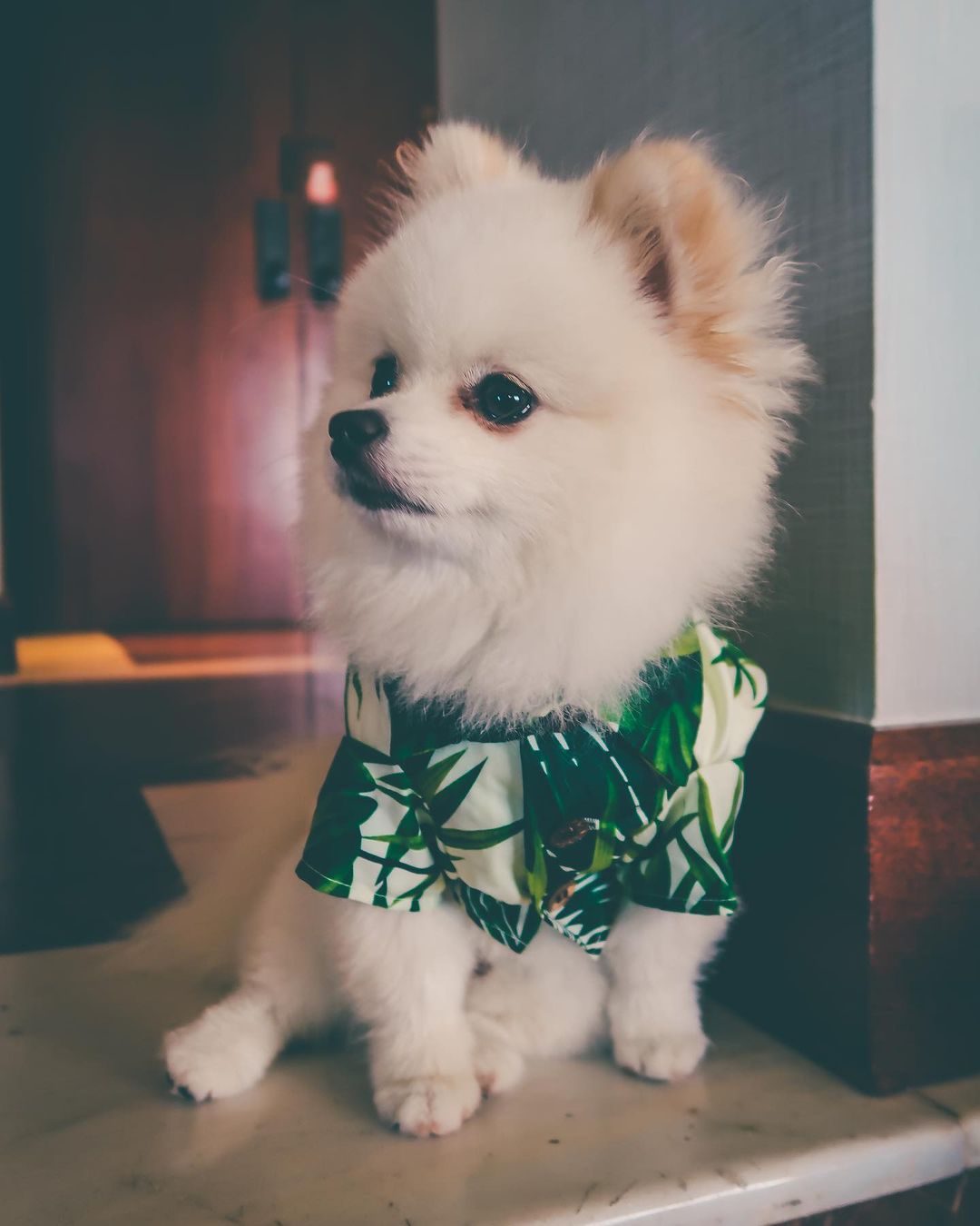 Hawaiian Dog Shirt