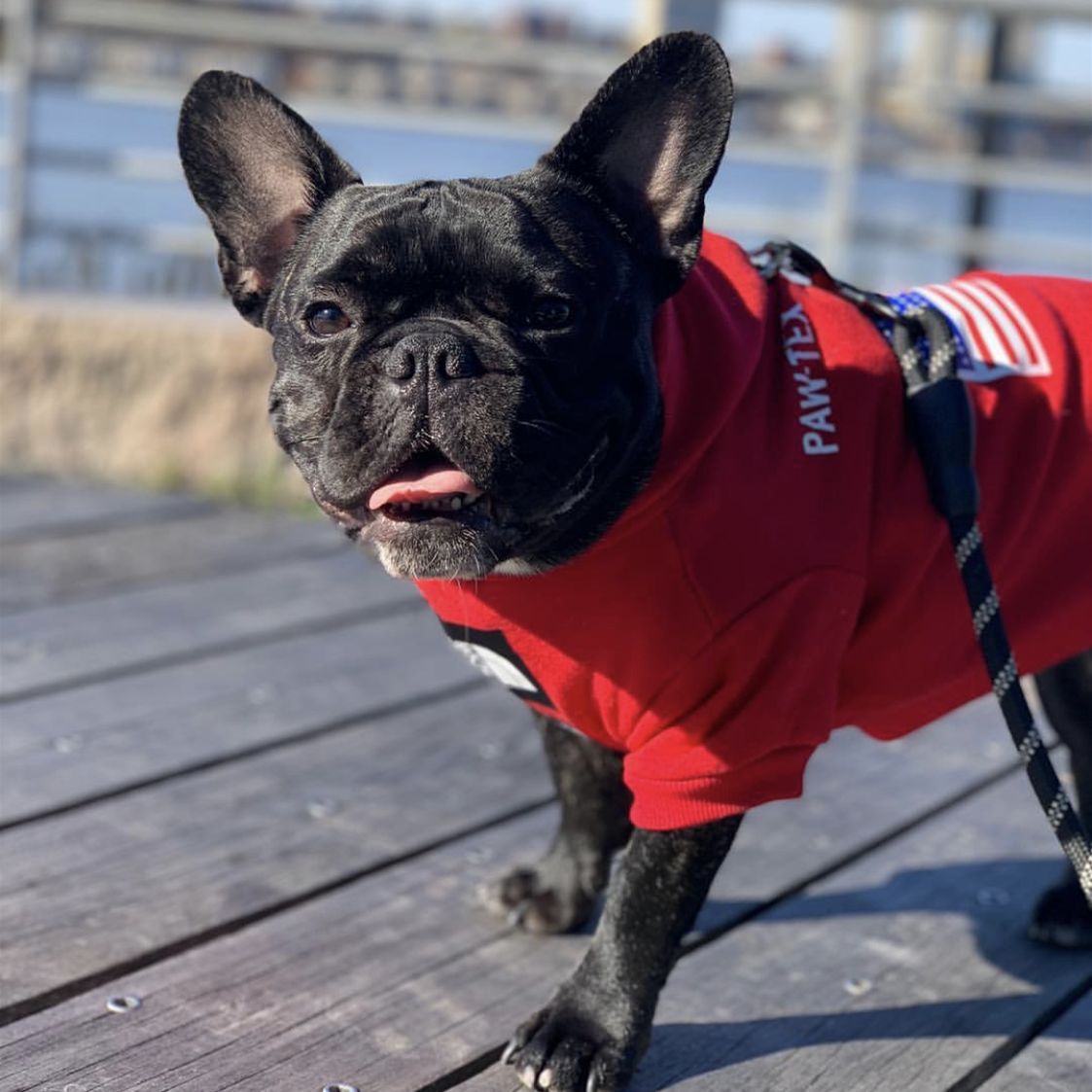 The Dog Face Hoody