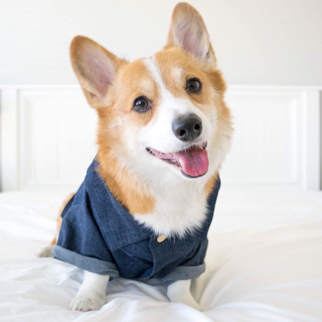 Hawaiian Dog Shirt