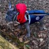 Dog Contrast Panel Down Vest