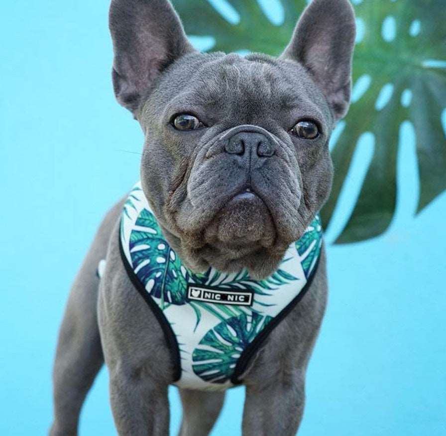 Pet Breathable Mesh Harness Set