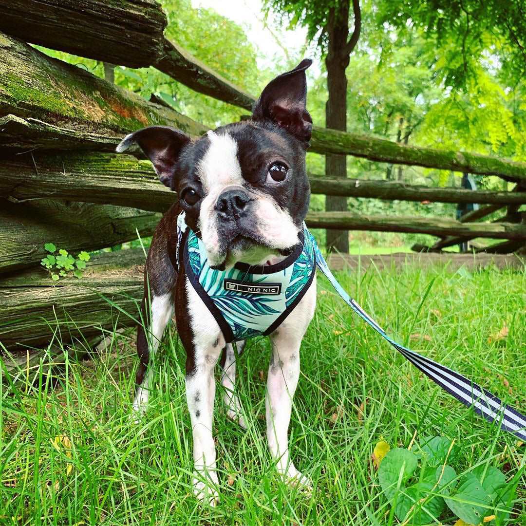 Pet Breathable Mesh Harness Set