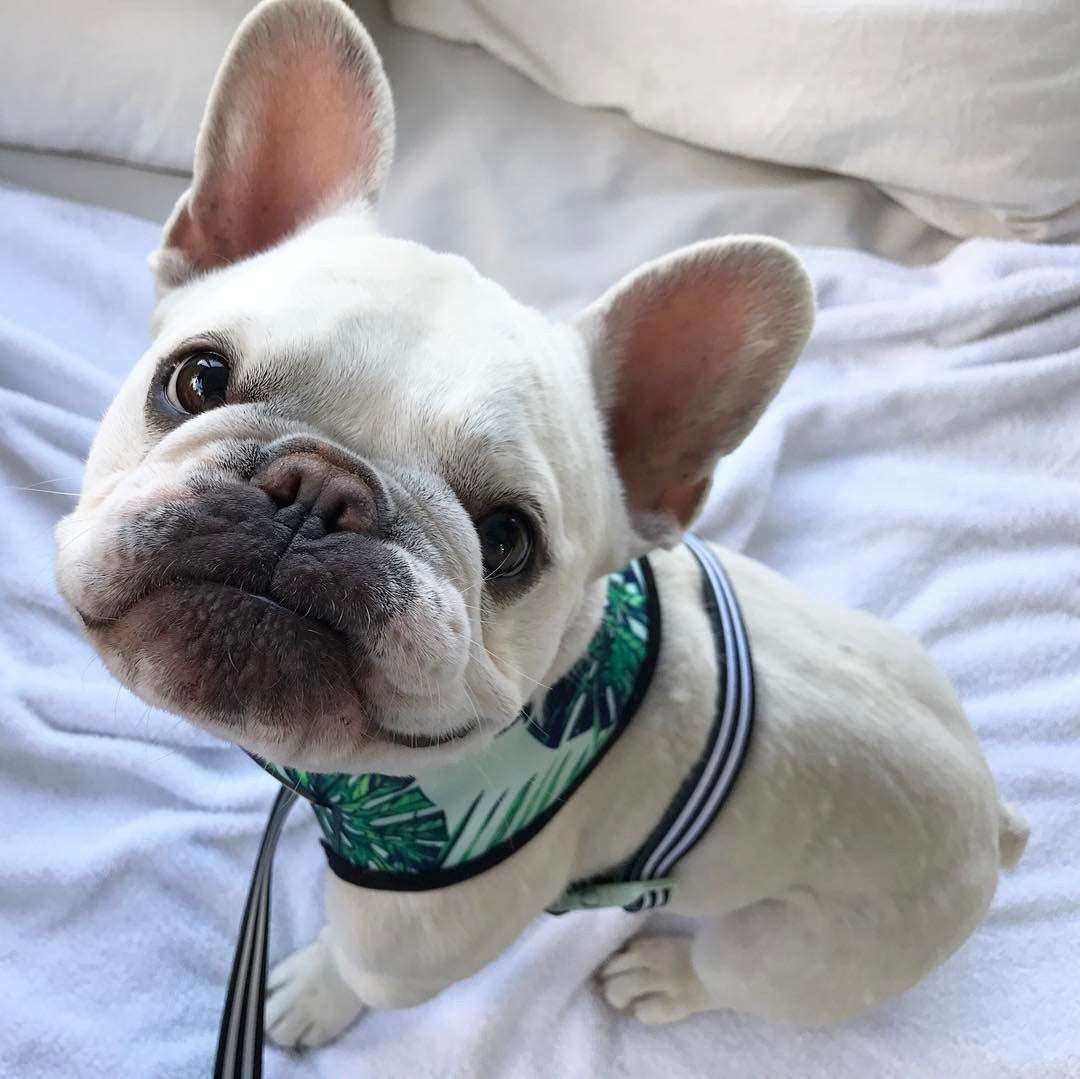 Pet Breathable Mesh Harness Set