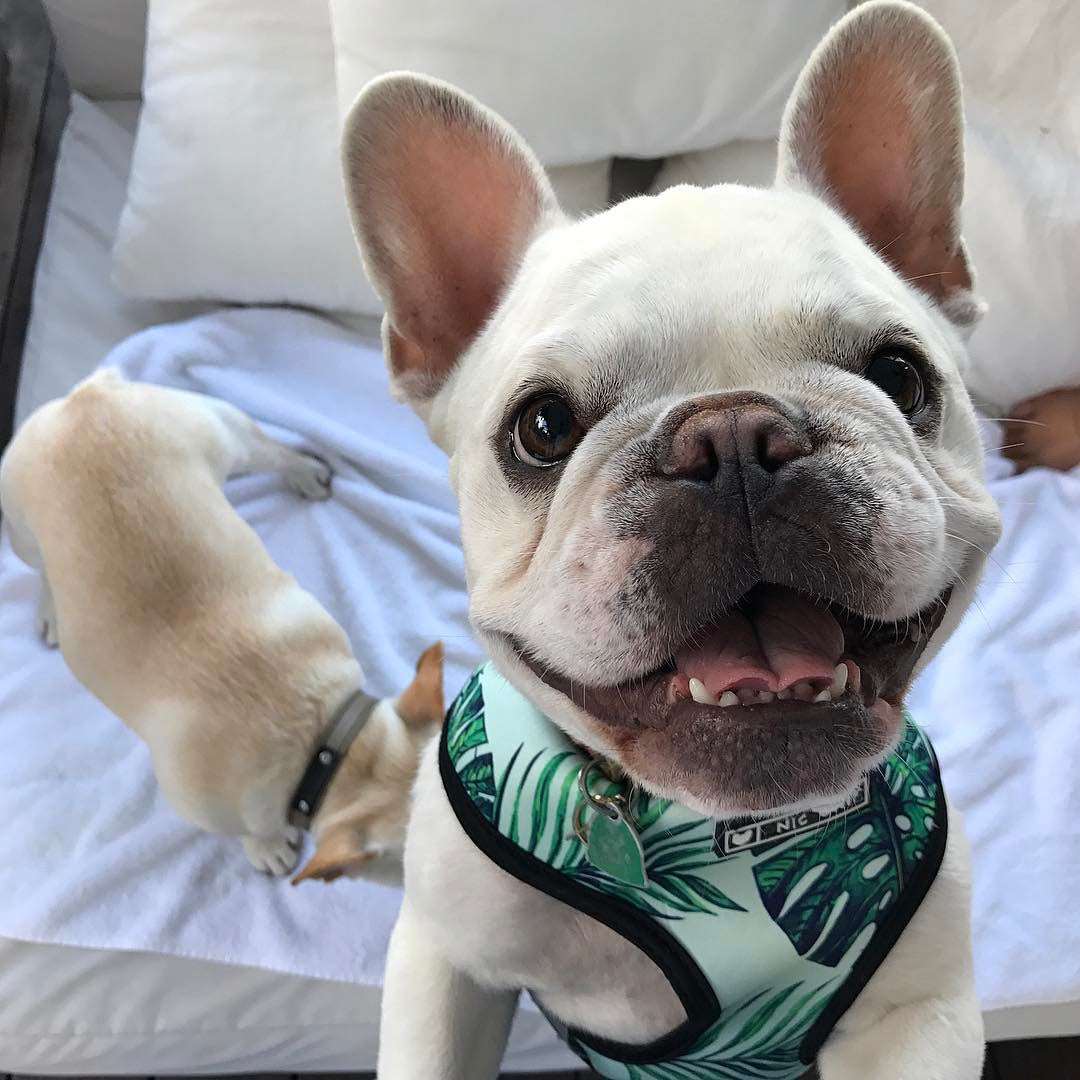 Pet Breathable Mesh Harness Set