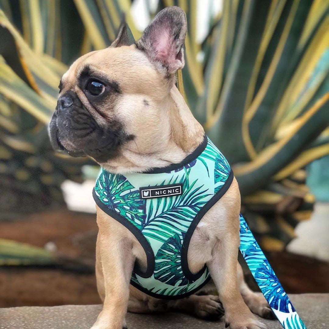 Pet Breathable Mesh Harness Set