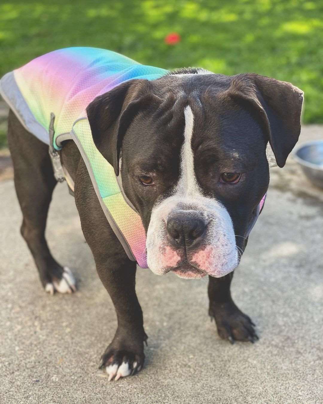 Summer Dog Cooling Vests