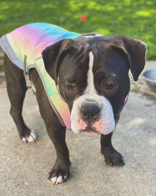 Summer Dog Cooling Vests