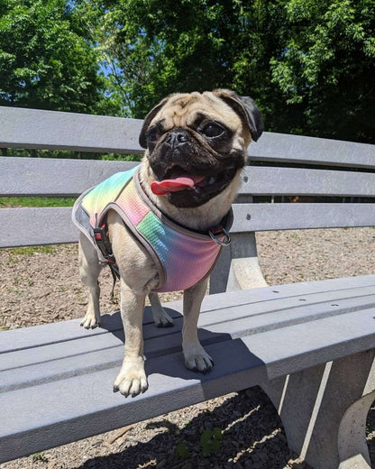 Summer Dog Cooling Vests