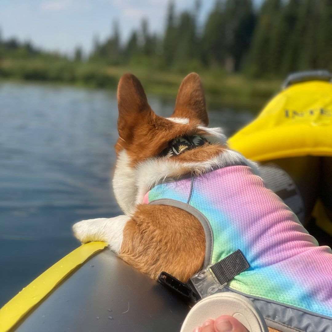 Summer Dog Cooling Vests