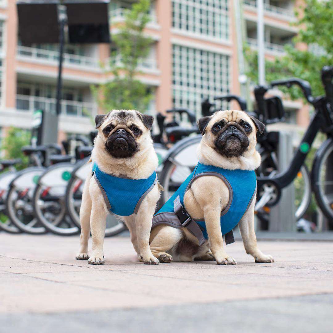 Summer Dog Cooling Vests