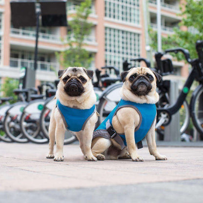 Summer Dog Cooling Vests
