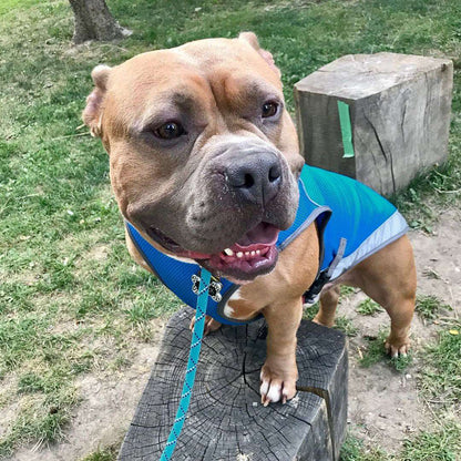 Summer Dog Cooling Vests