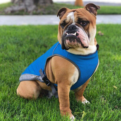 Summer Dog Cooling Vests
