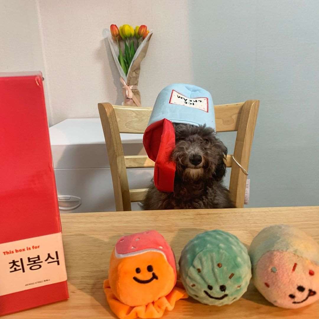 Kingdompet Ice-cream with 3 colorful Balls Hide and Seek Dog Plush Interactive Puppy Toy
