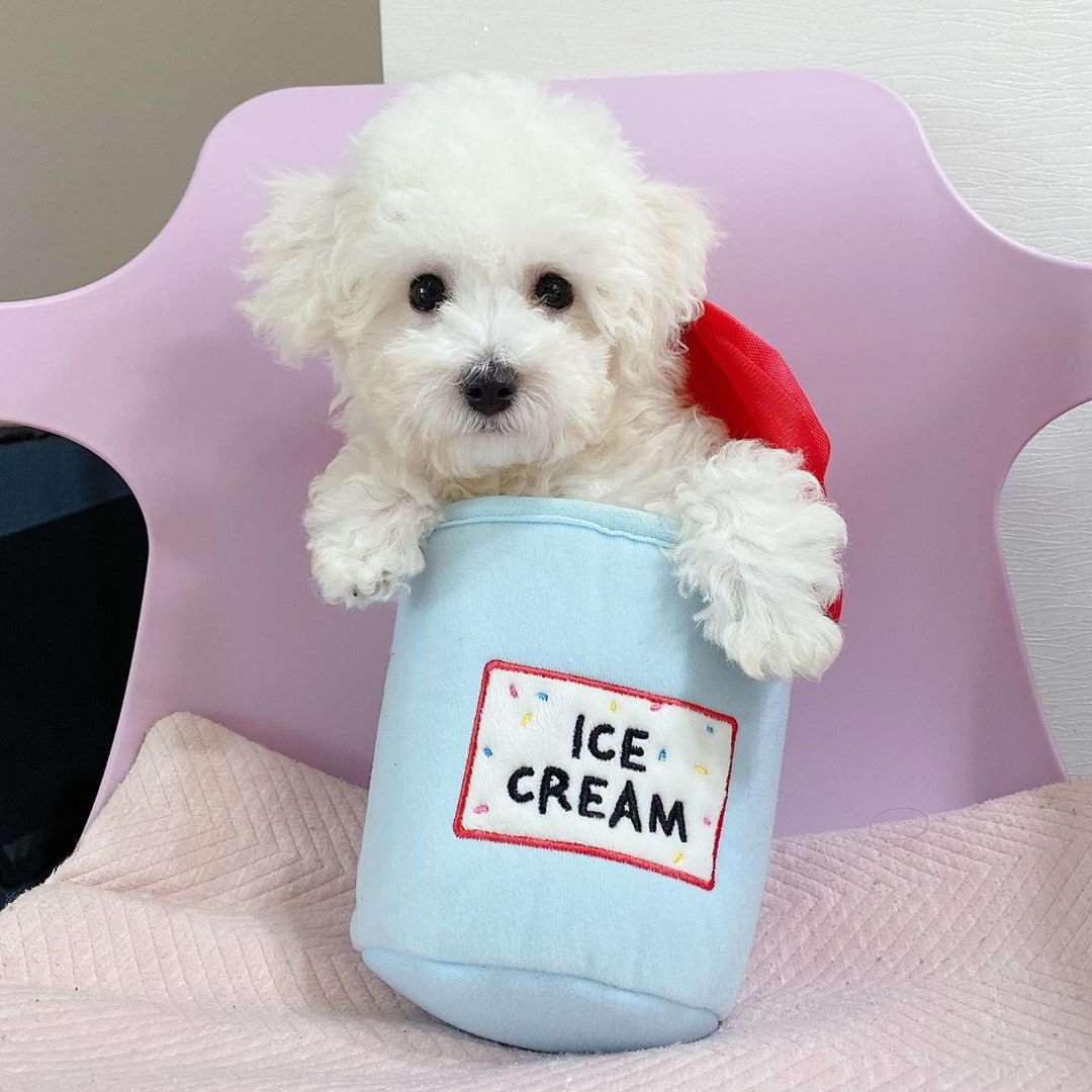 Kingdompet Ice-cream with 3 colorful Balls Hide and Seek Dog Plush Interactive Puppy Toy