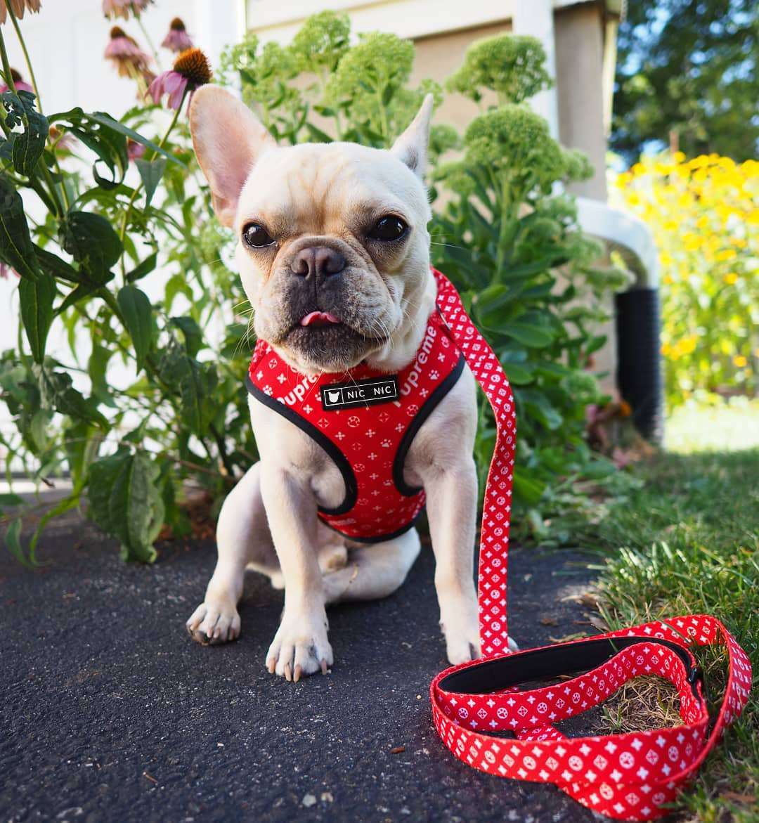 Pupreme Dog Harness Set