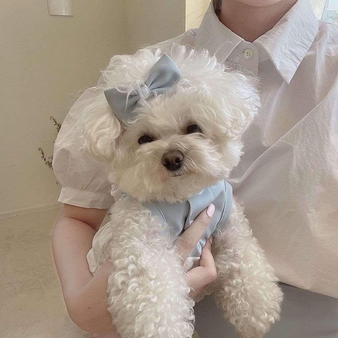 Doggy Maid Lace Dress
