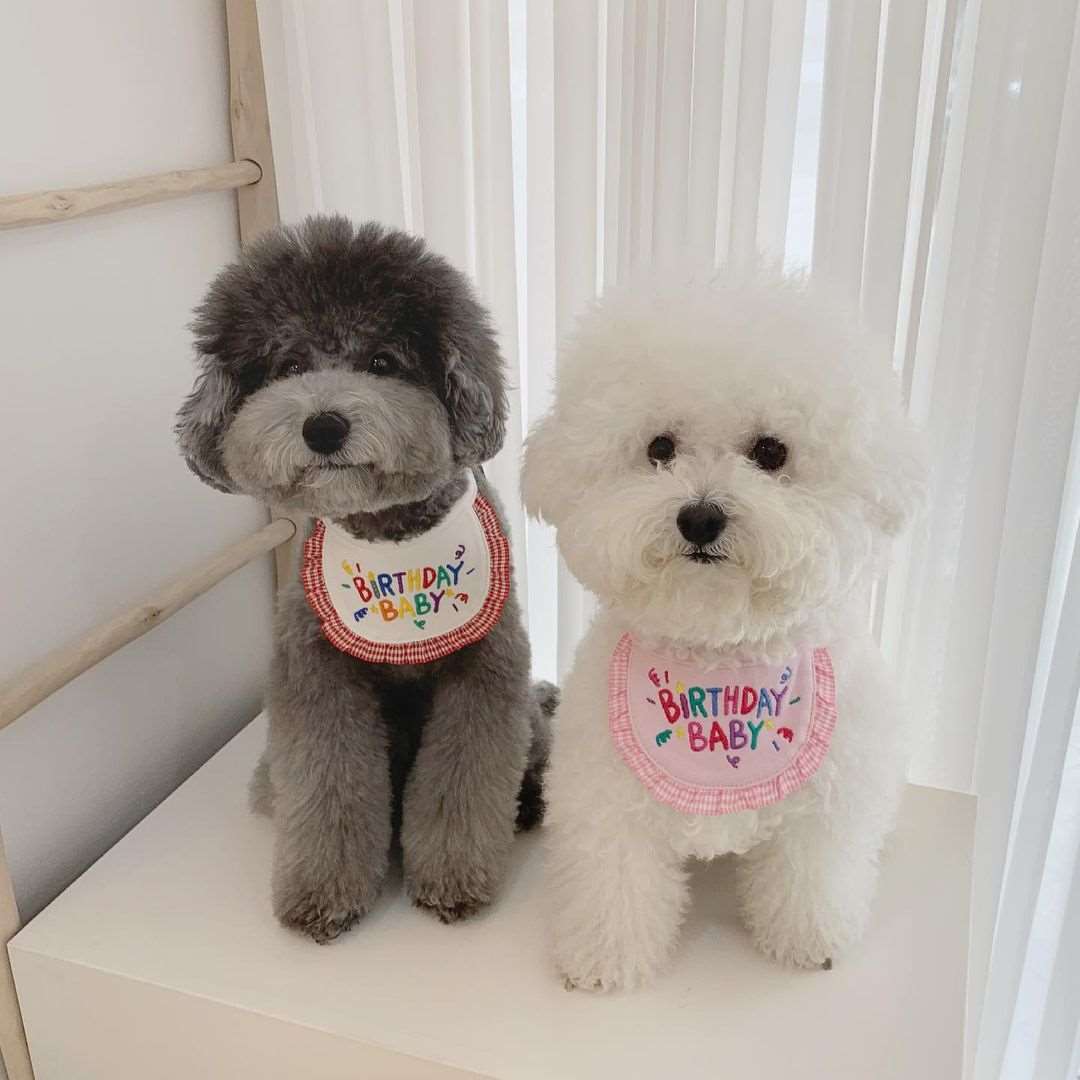 Cute Birthday Pet Bandana