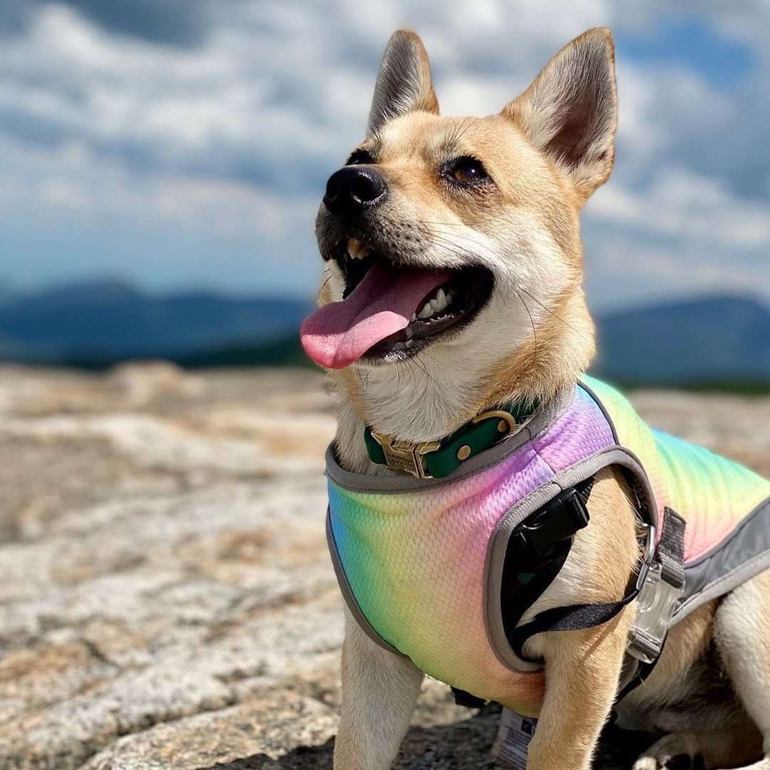 Summer Dog Cooling Vests