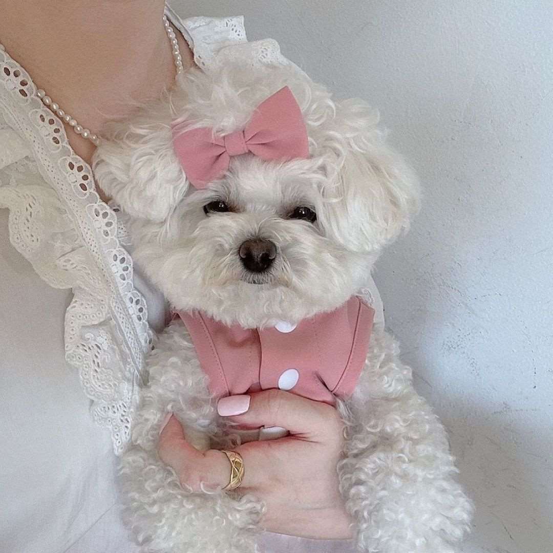 Doggy Maid Lace Dress