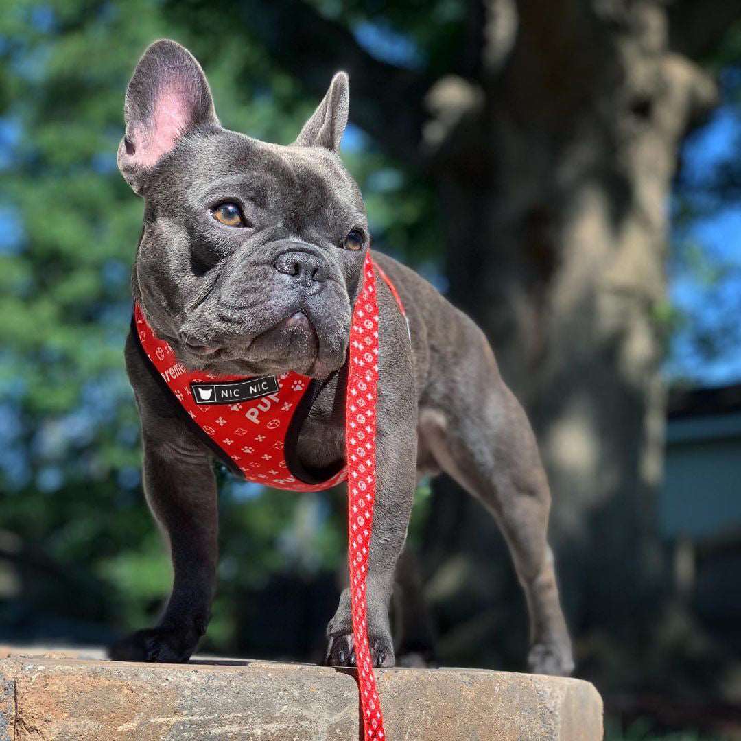 Pupreme Dog Harness Set