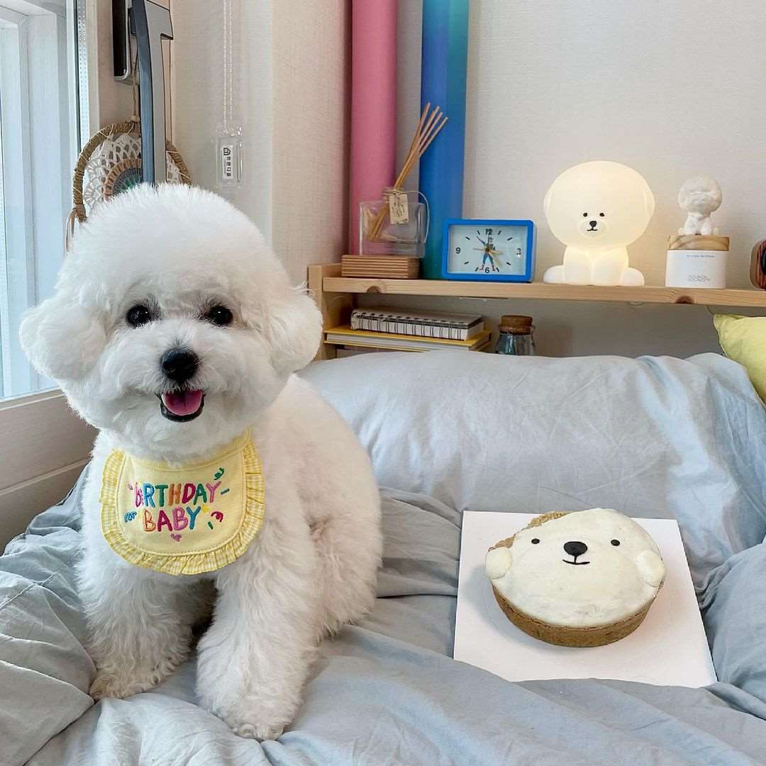 Cute Birthday Pet Bandana