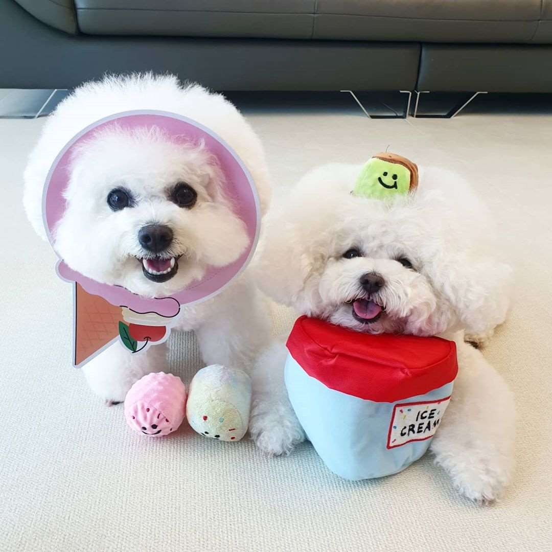 Kingdompet Ice-cream with 3 colorful Balls Hide and Seek Dog Plush Interactive Puppy Toy