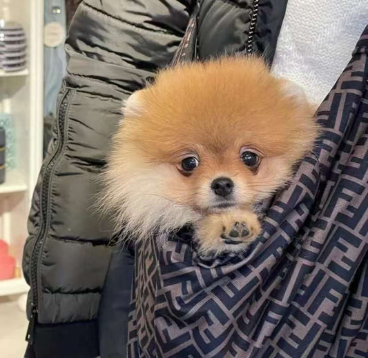 Designer Pet Carrier