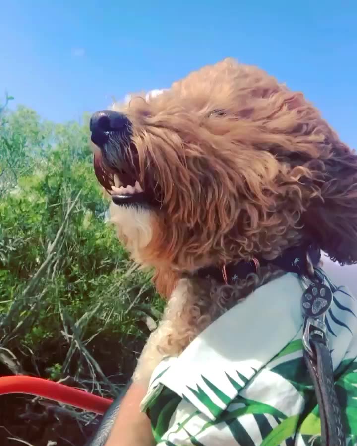 Hawaiian Dog Shirt