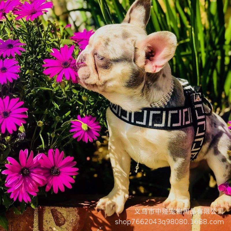 Trendy Brand Dog Harness Suit Traction