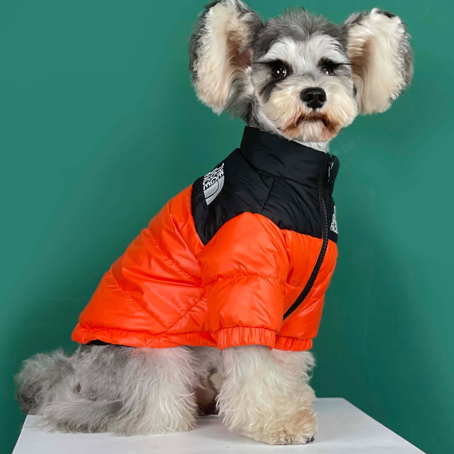 The Dog Face Down Jacket