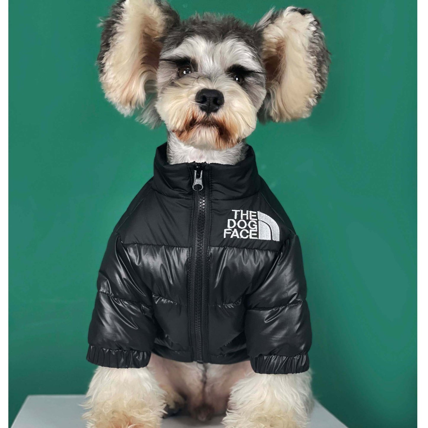 The Dog Face Down Jacket