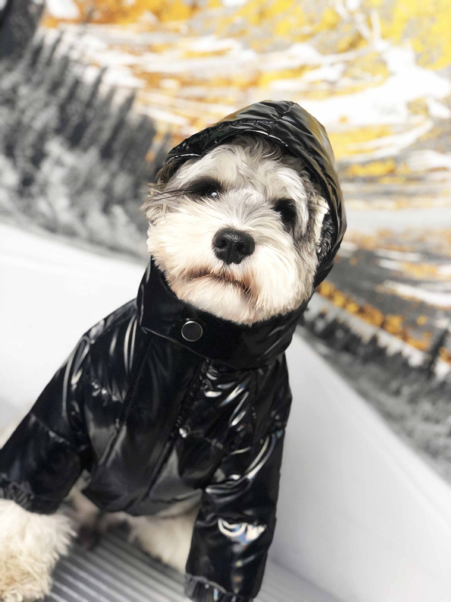 Waterproof Designer Winter Thick Dog Jacket