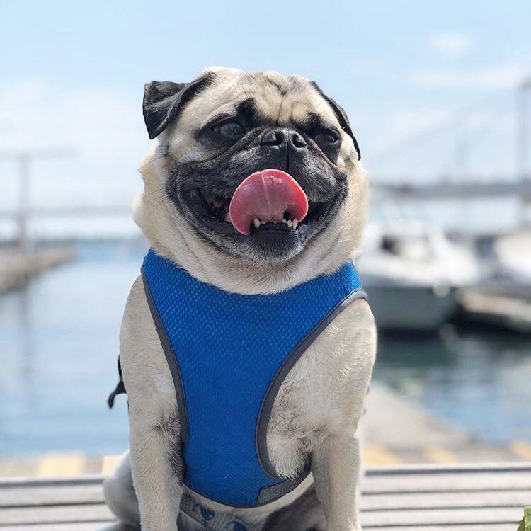 Summer Dog Cooling Vests
