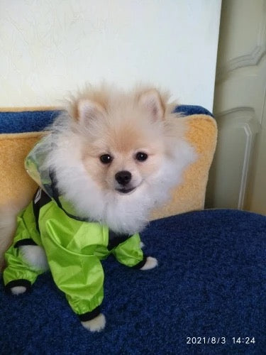 The Dog Face Pet Raincoat