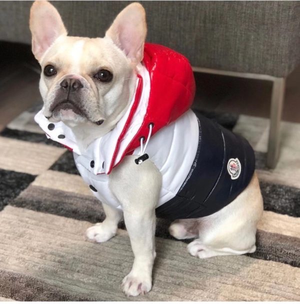 Dog Contrast Panel Down Vest