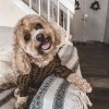 Dog Casual Brown Letter Jumpers