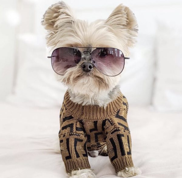 Dog Casual Brown Letter Jumpers